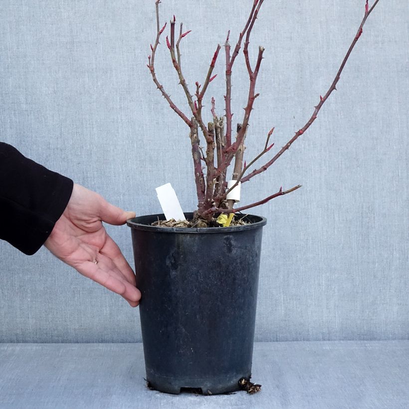 Spécimen de Rosier à grandes fleurs Noémie de Rothschild Pot de 4L/5L tel que livré en hiver