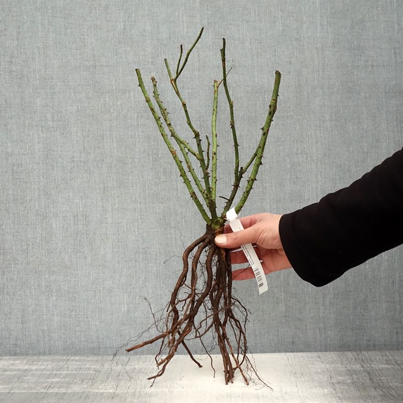 Spécimen de Rosier à grandes fleurs Nostalgie Racines nues tel que livré en hiver