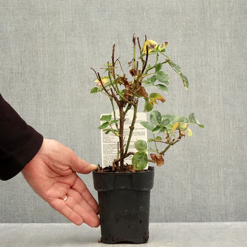 Spécimen de Rosier à grandes Fleurs Oriental Peace Pot de 10 cm/11cm, Issu de bouture tel que livré en automne