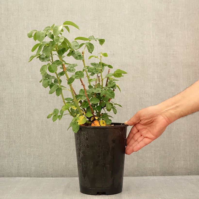 Spécimen de Rosier à grandes Fleurs Oriental Peace Pot de 4L/5L tel que livré en été