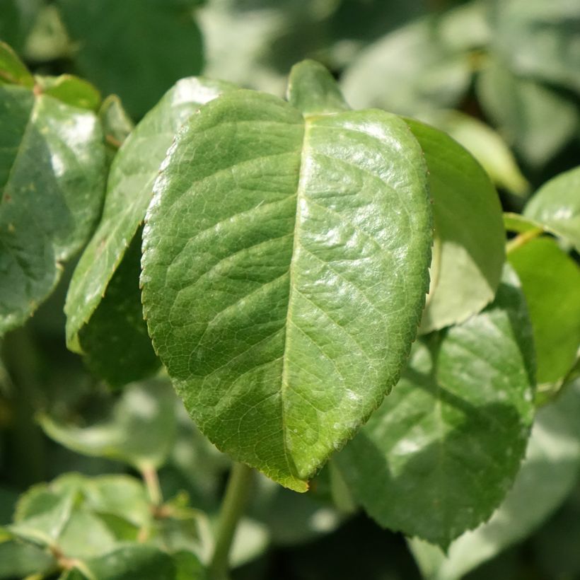 Rosier à grandes Fleurs Oriental Peace (Foliage)