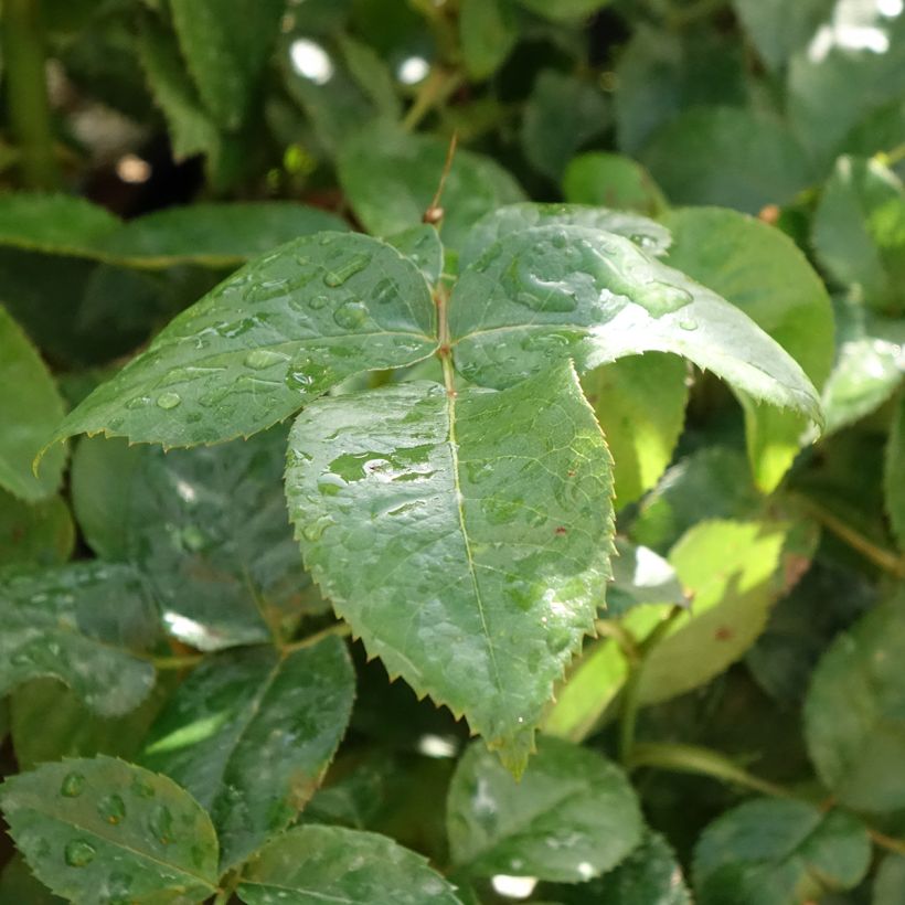Rosier à grandes fleurs Pacific Sunset  (Feuillage)