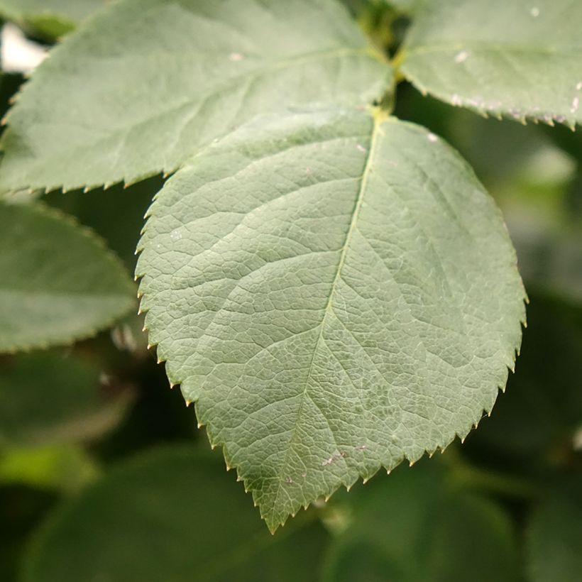 Rosier à grandes fleurs Paint it Black (Feuillage)
