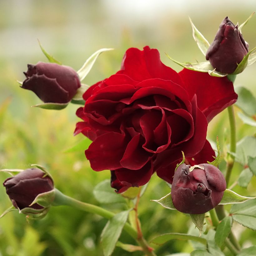 Rosier à grandes fleurs Paint it Black (Floraison)