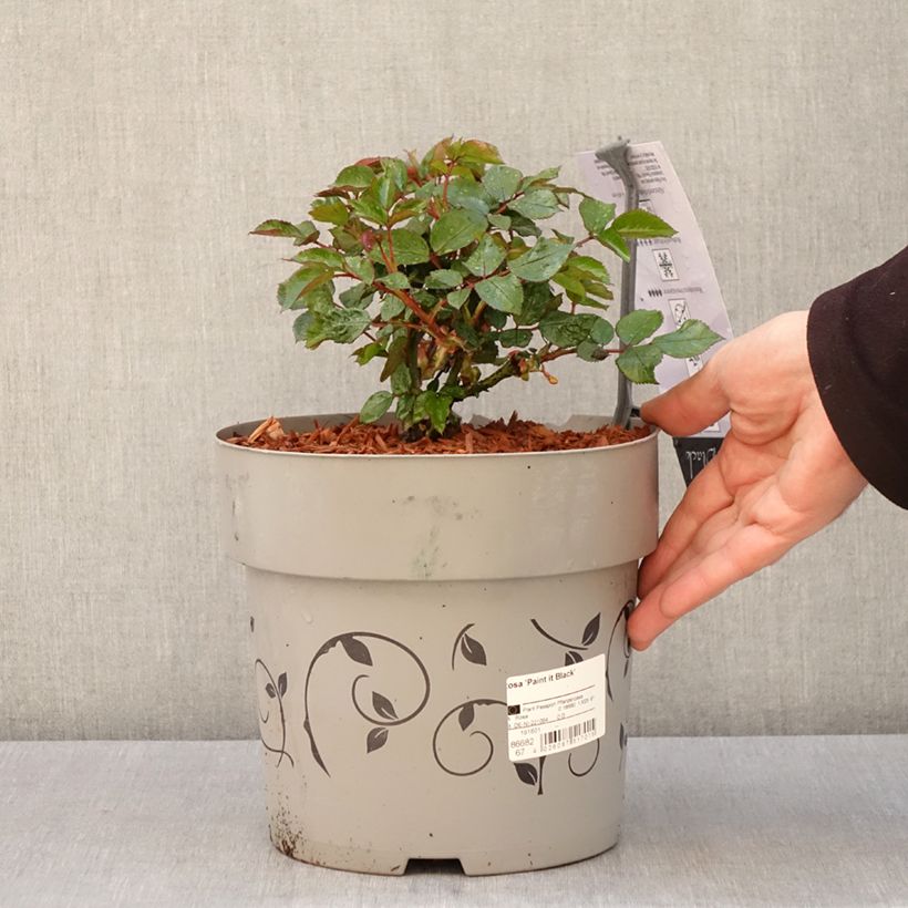 Spécimen de Rosier à grandes fleurs Paint it Black Pot de 6L/7L tel que livré au printemps