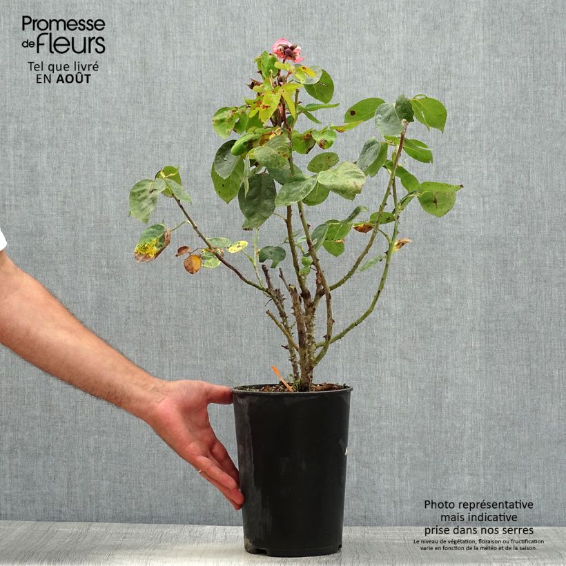Spécimen de Rosier à grandes fleurs Panthere Rose Pot de 4L/5L tel que livré en été