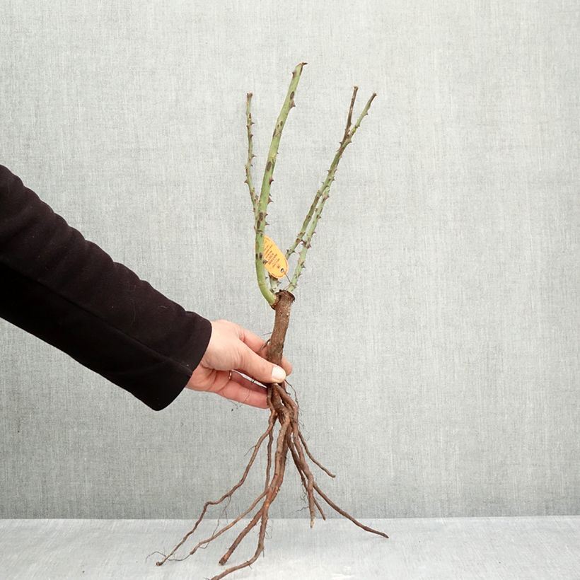 Spécimen de Rosier à grandes fleurs Panthere Rose Racines nues tel que livré en hiver