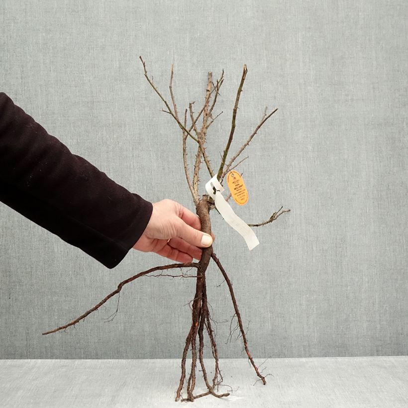 Example of Rosier à grandes fleurs Papa Meilland Racines nues as you get in hiver