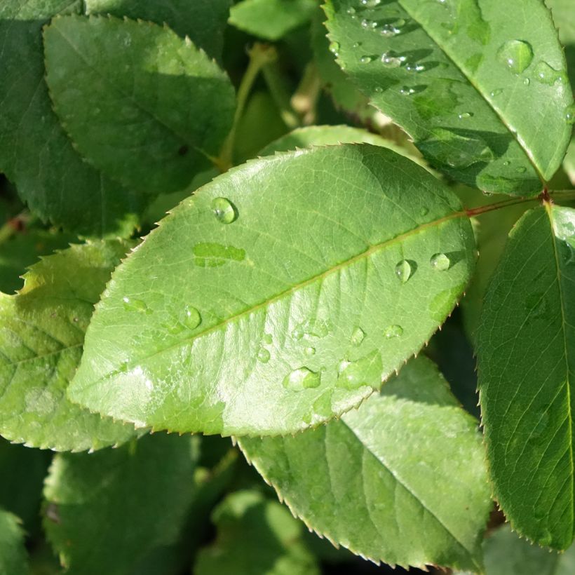 Rosier à grandes fleurs Parfum de Liberté (Feuillage)