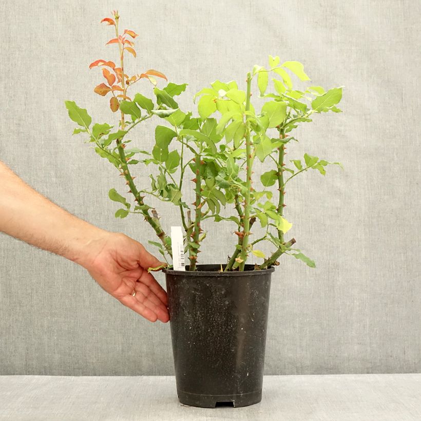 Spécimen de Rosier à grandes fleurs Parfum de Liberté Pot de 4L/5L tel que livré en été