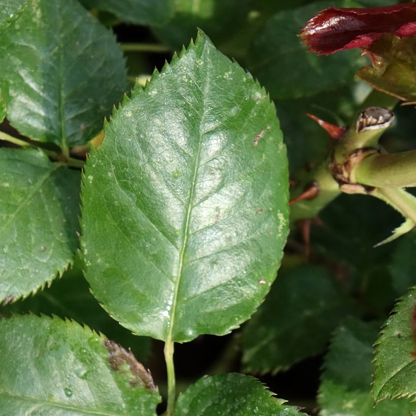 Rosier à grandes fleurs Parfum de Loire (Feuillage)