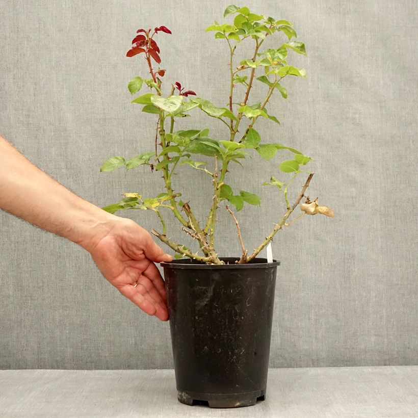 Spécimen de Rosier à grandes fleurs Parfum de Loire Pot de 4L/5L tel que livré en été