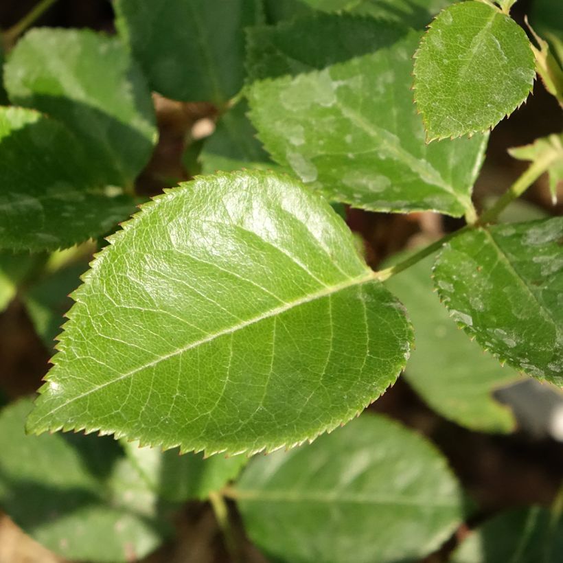 Rosier à grandes fleurs Perfume Factory (Feuillage)