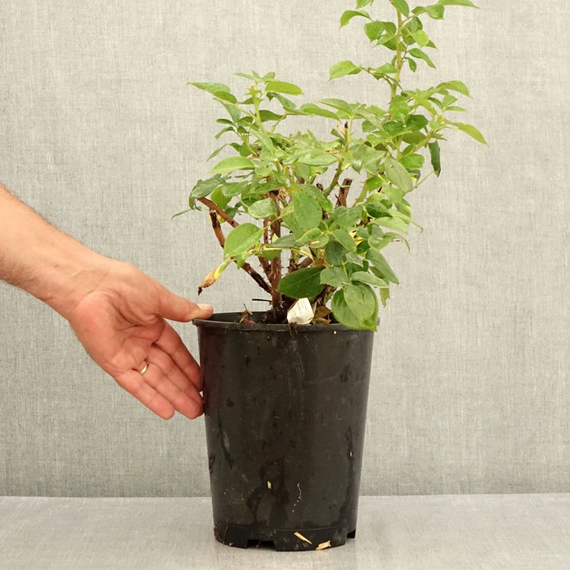 Spécimen de Rosier à grandes fleurs Perfume Factory Pot de 4L/5L tel que livré en été