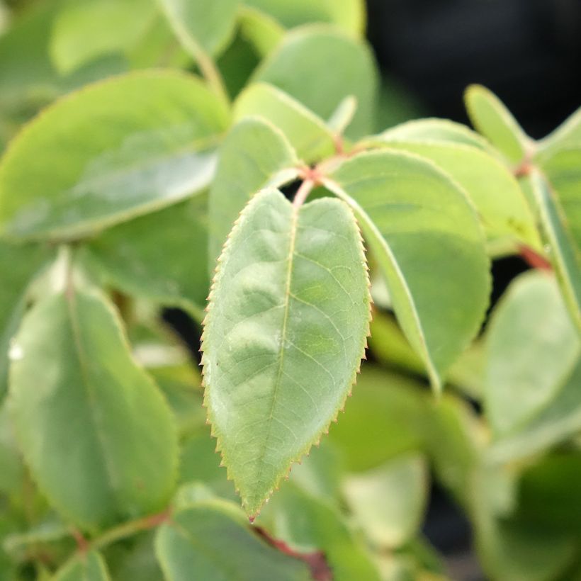Rosier à grandes fleurs Perugino (Feuillage)