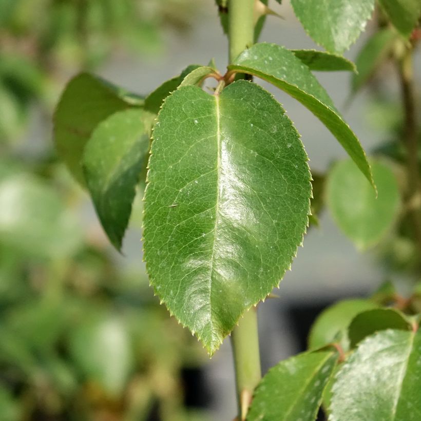 Rosier à grandes fleurs Pierre Arditi (Feuillage)