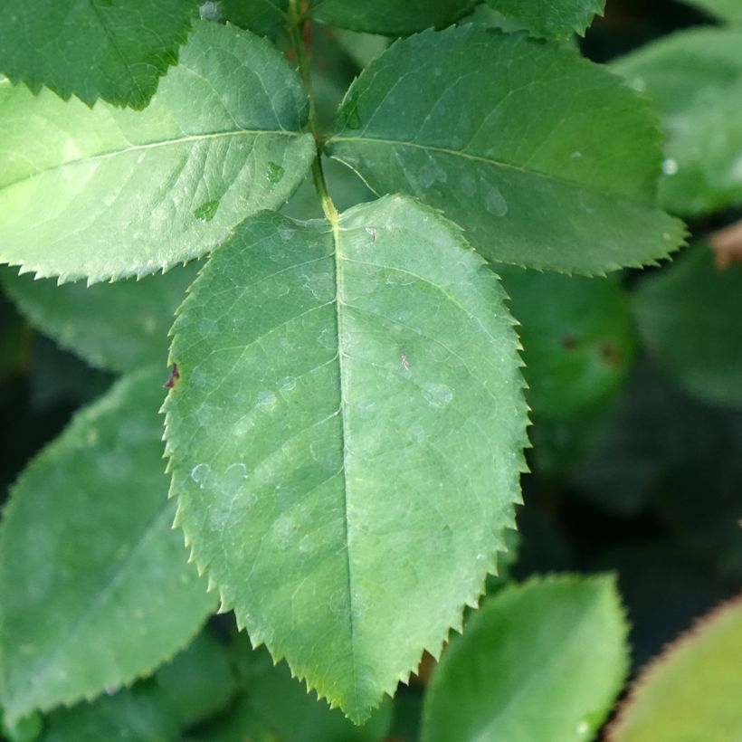 Rosier à grandes fleurs Pierre de Luxembourg (Foliage)