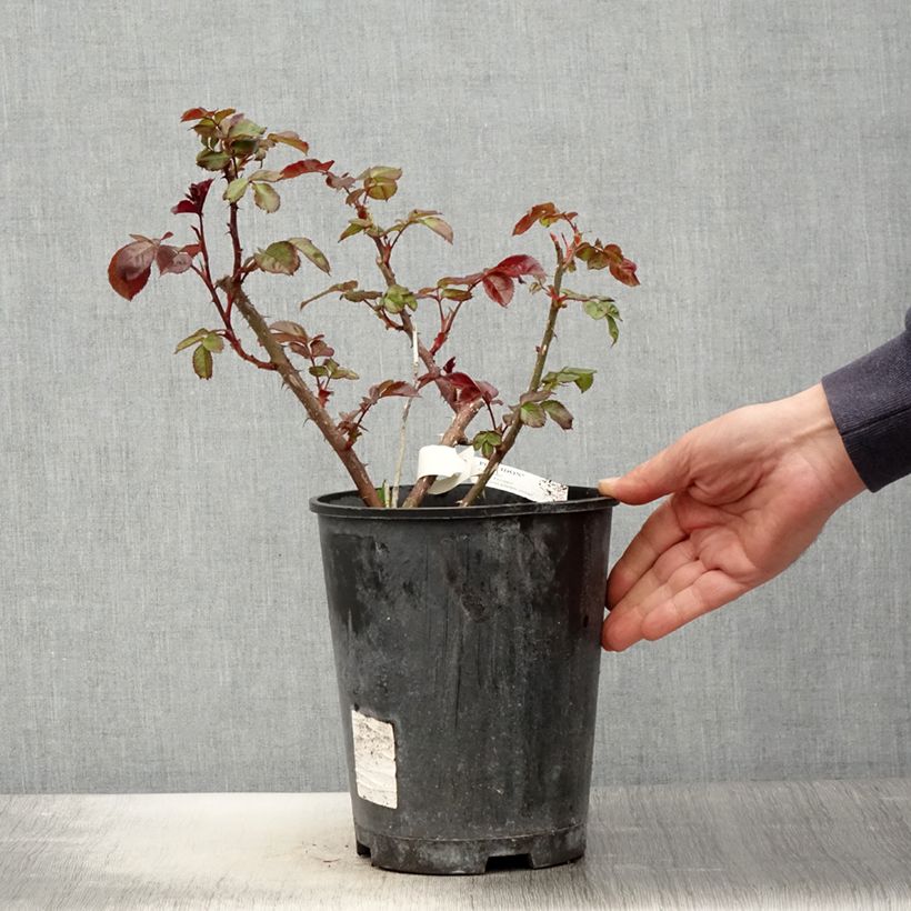 Example of Rosier à grandes fleurs Poseidon Pot de 4L/5L as you get in printemps