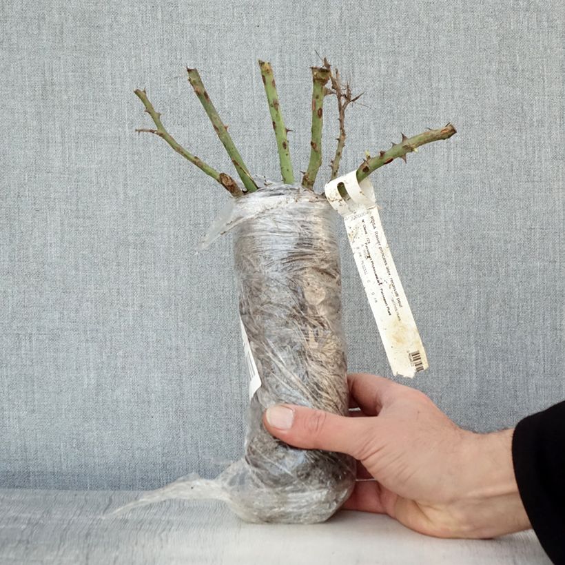 Spécimen de Rosier à grandes fleurs Princesse Alexandra Renaissance Racines nues en motte tel que livré en hiver