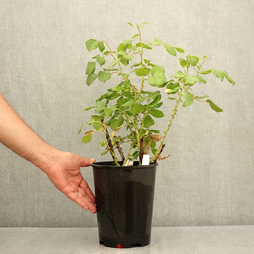 Spécimen de Rosier à grandes fleurs Princesse Alexandra Renaissance Pot de 4L/5L tel que livré en été