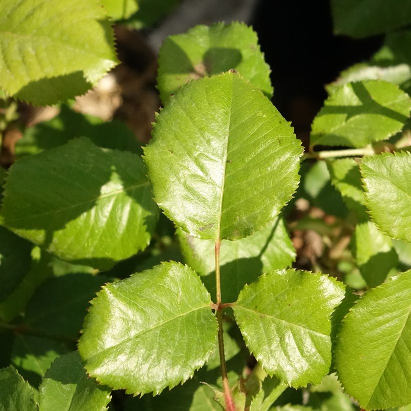 Rosier à grandes fleurs Princesse Alexandra Renaissance (Feuillage)