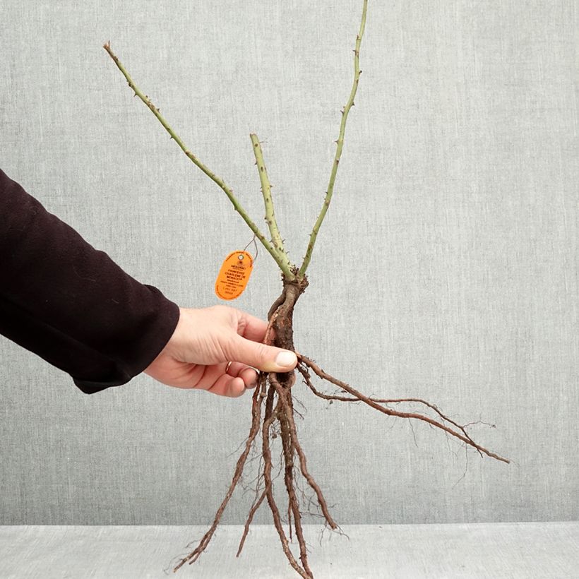 Example of Rosier à grandes fleurs Princesse Charlène de Monaco Racines nues as you get in hiver