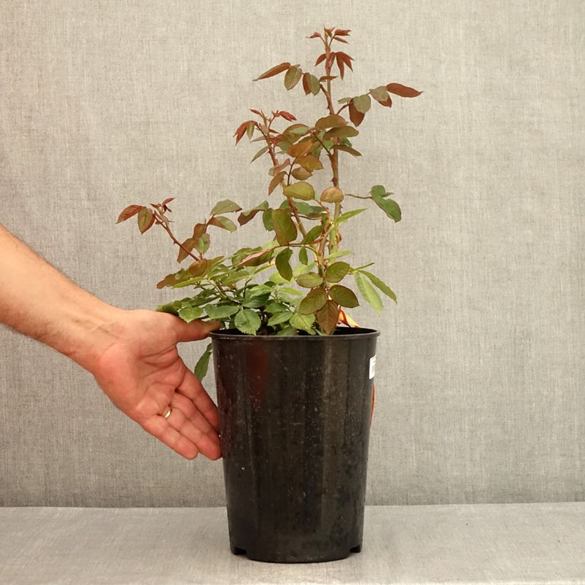 Example of Rosier à grandes fleurs Princesse de Monaco Pot de 4L/5L as you get in ete