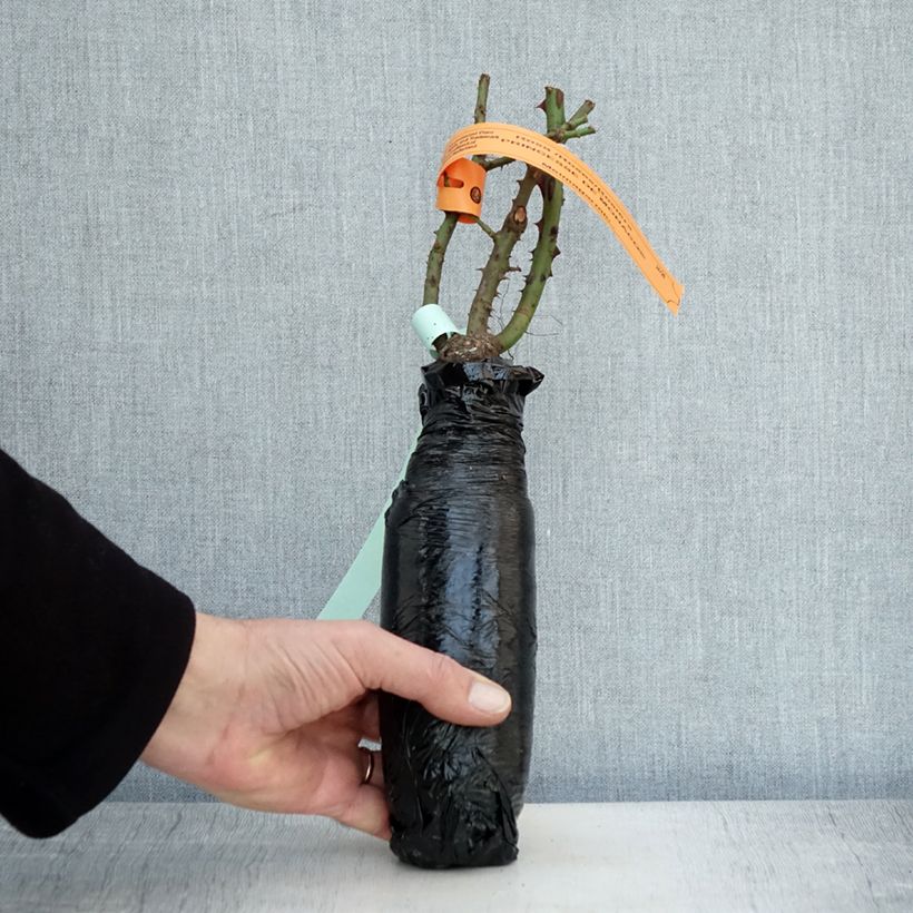 Example of Rosier à grandes fleurs Princesse de Monaco Racines nues en motte as you get in hiver