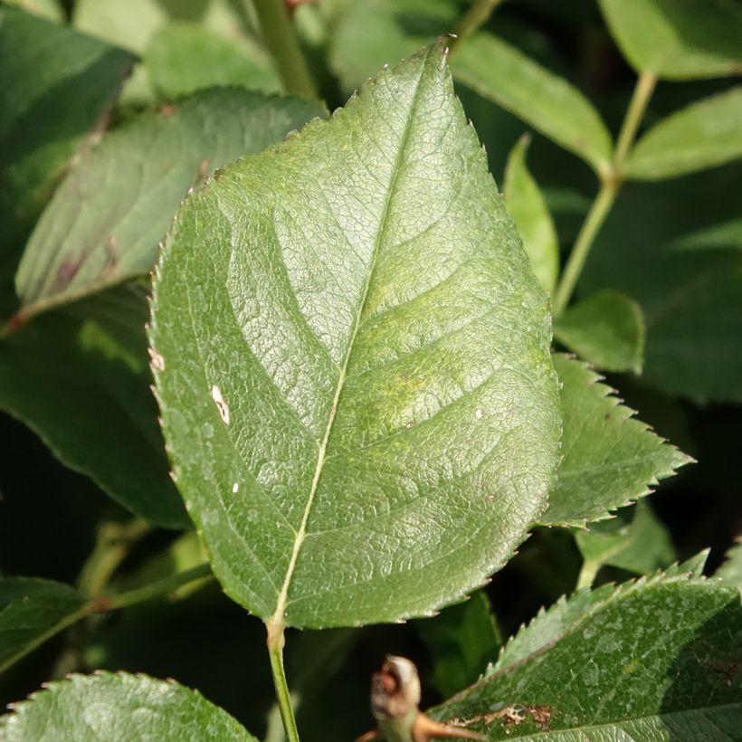 Rosier à grandes fleurs Queen Elisabeth (Feuillage)