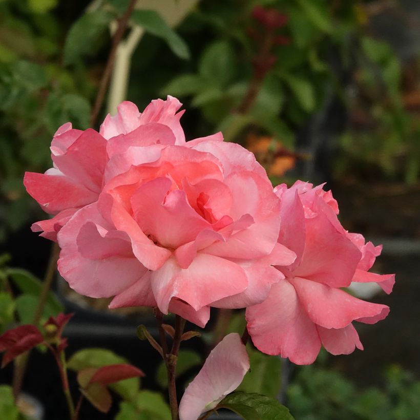 Rosier à grandes fleurs Queen Elisabeth (Floraison)