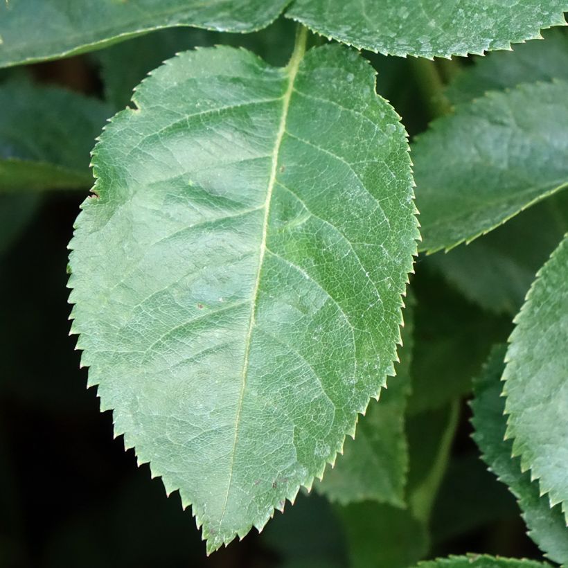Rosier à grandes fleurs Raffaello (Feuillage)