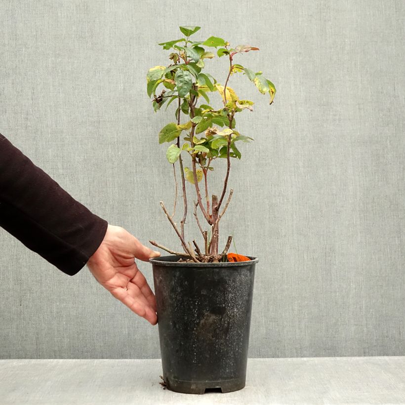 Spécimen de Rosier à grandes fleurs Raffaello Pot de 4L/5L tel que livré en automne