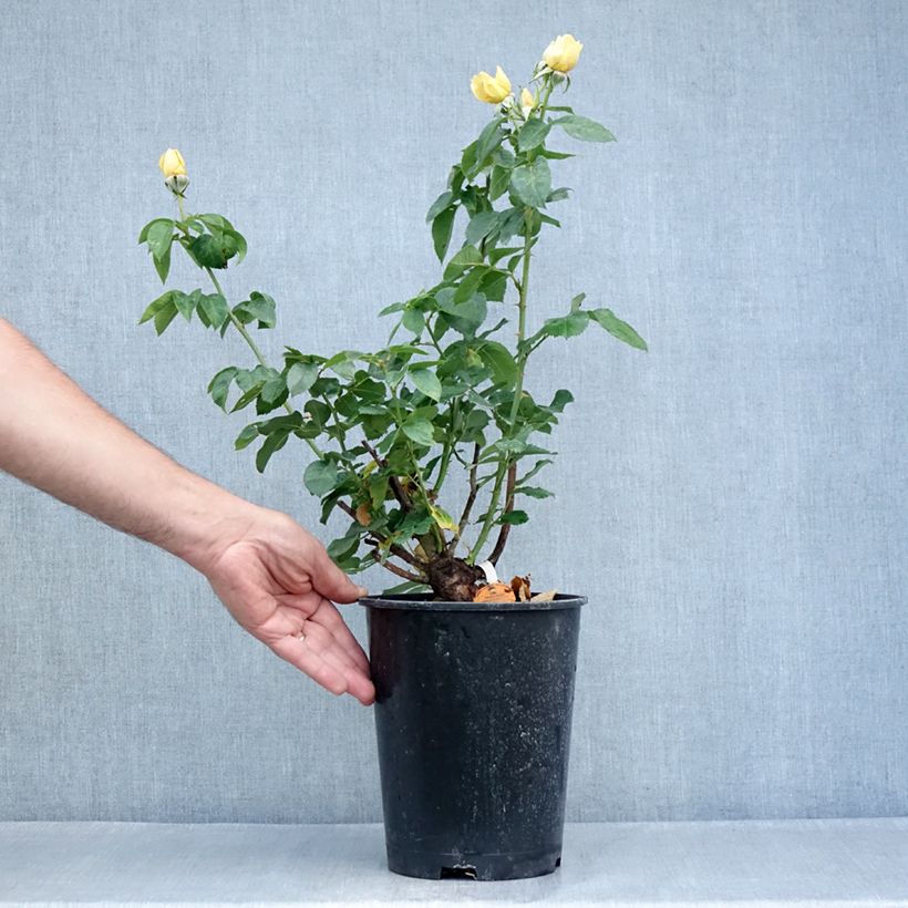 Spécimen de Rosier à grandes fleurs Raffaello Pot de 4L/5L tel que livré en été