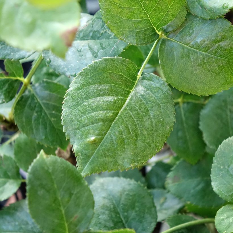 Rosier à grandes fleurs Ragazza Adalekov (Feuillage)