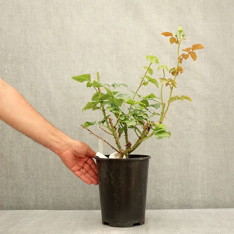 Spécimen de Rosier à grandes fleurs Ragazza Adalekov Pot de 4L/5L tel que livré en été