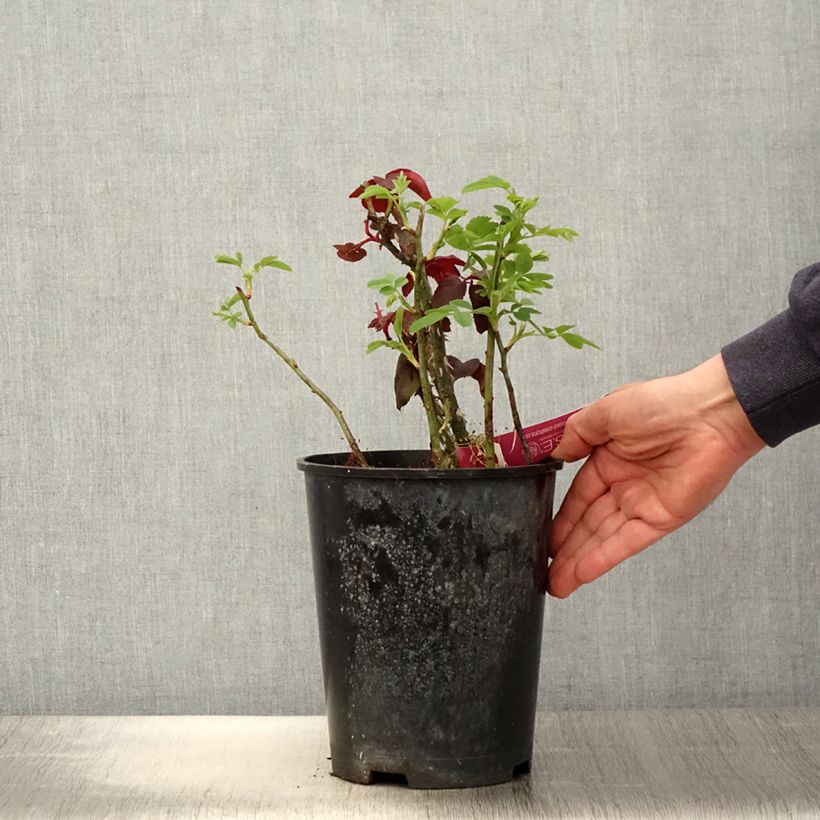 Example of Rosier à grandes fleurs Reine des Parfums® Pot de 4L/5L as you get in printemps