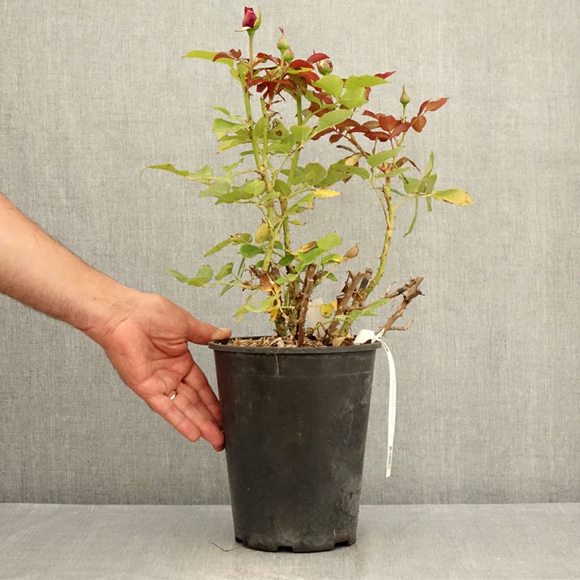 Spécimen de Rosier à grandes fleurs Roi de Coeur  Pot de 4L/5L tel que livré en été