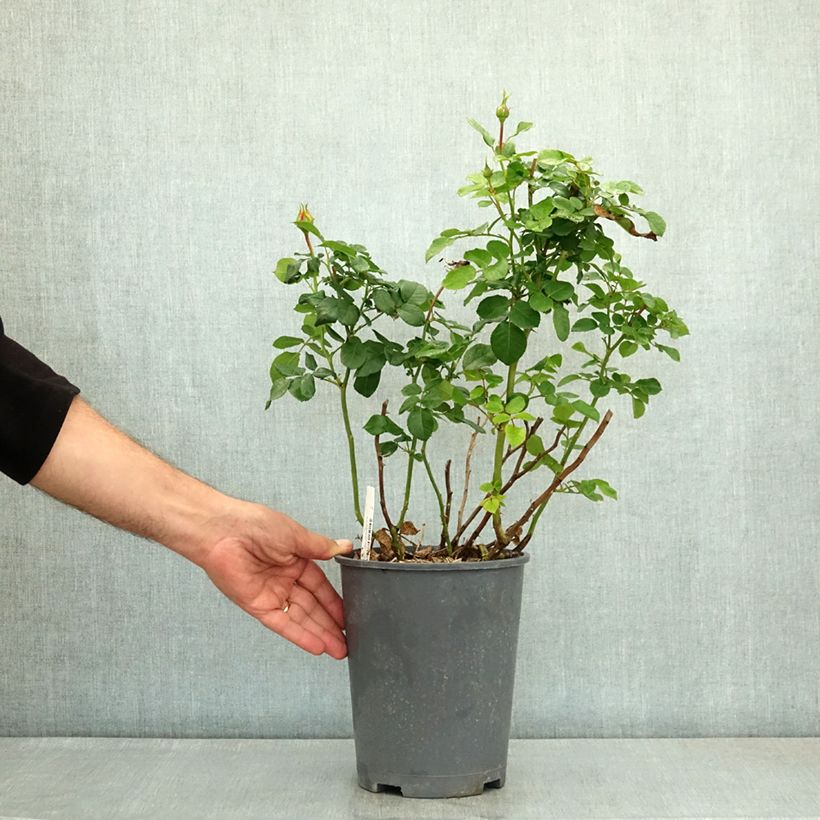 Spécimen de Rosier à grandes fleurs Rose der Hoffnung KORamflusa Pot de 4L/5L tel que livré en été