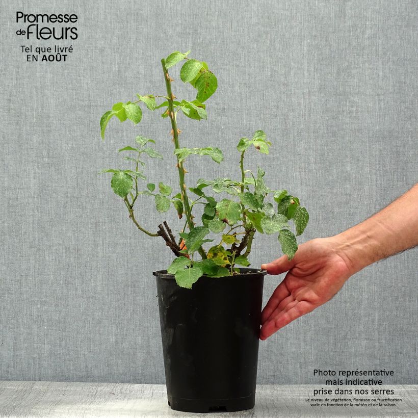 Spécimen de Rosier à grandes fleurs Ruban Rouge Pot de 4L/5L tel que livré en été