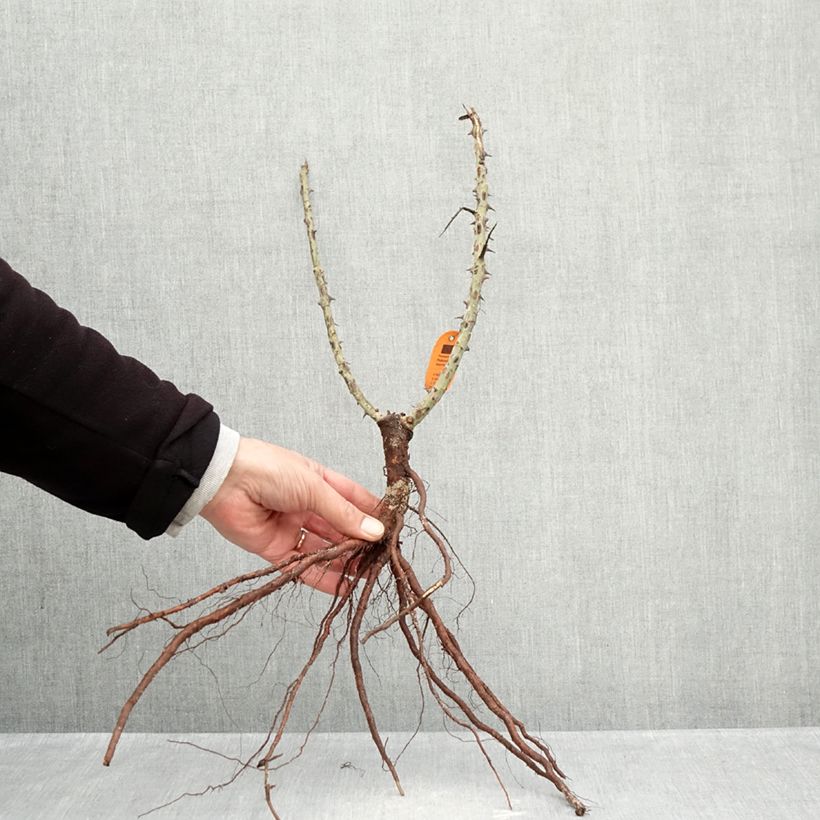 Spécimen de Rosier à grandes fleurs Ruban Rouge Racines nues tel que livré en hiver