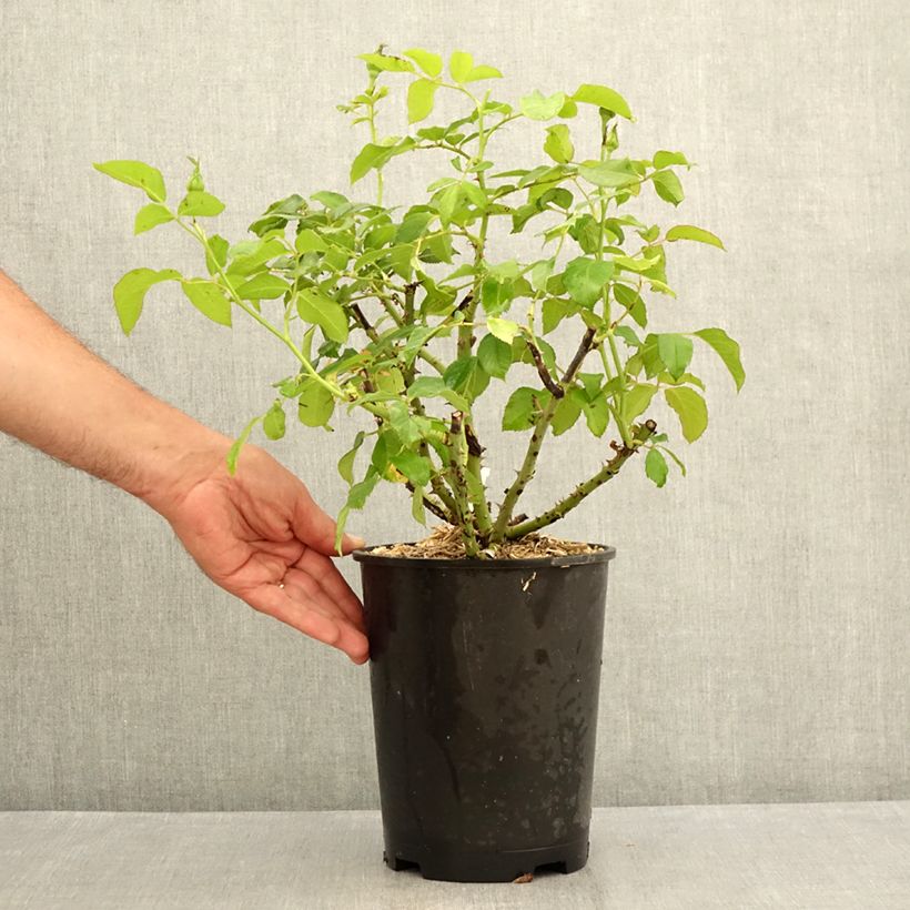 Spécimen de Rosier à grandes fleurs Sandrine Quétier Pot de 4L/5L tel que livré en été