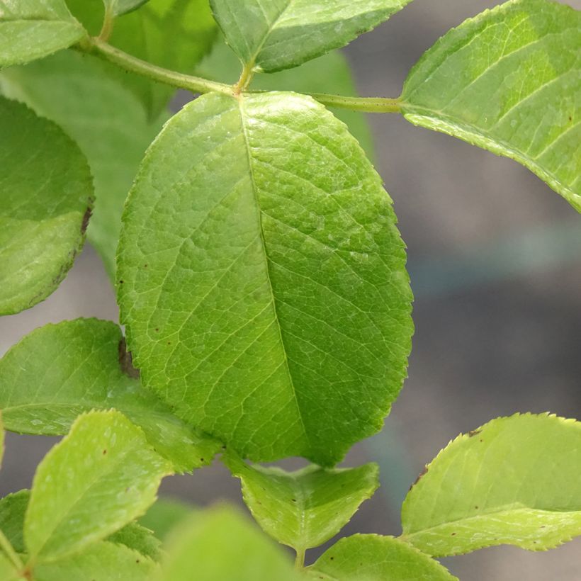 Rosier à grandes fleurs Sandrine Quétier (Feuillage)
