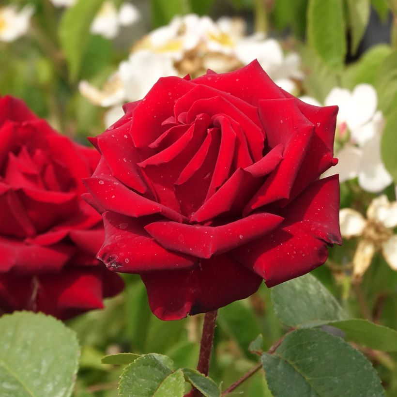 Rosier à grandes fleurs Schwarze Madonna (Floraison)