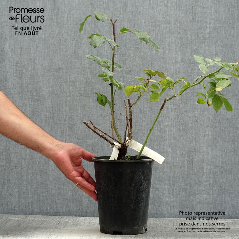 Spécimen de Rosier à grandes fleurs Simone Veil Pot de 4L/5L tel que livré en été