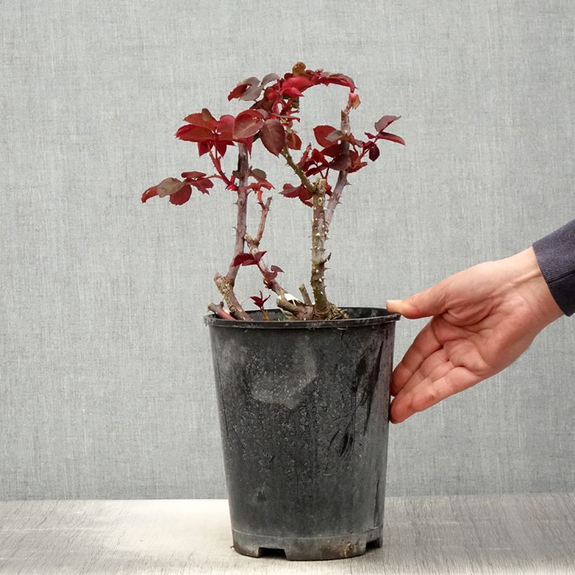 Spécimen de Rosier à grandes fleurs Simone Veil Pot de 4L/5L tel que livré au printemps