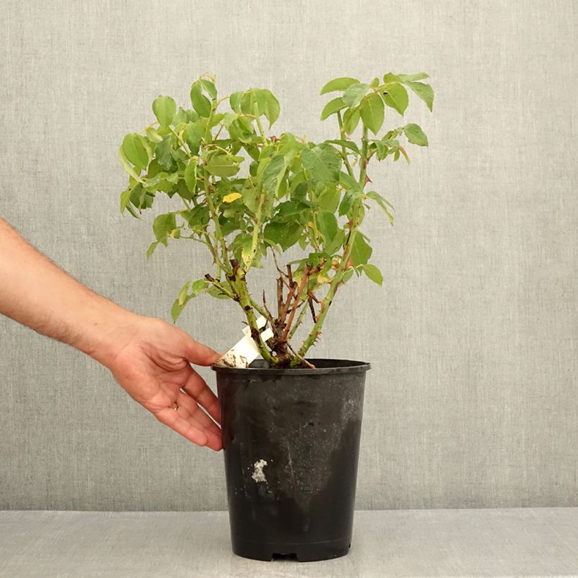 Spécimen de Rosier à grandes fleurs Sophia Renaissance Pot de 4L/5L tel que livré en été