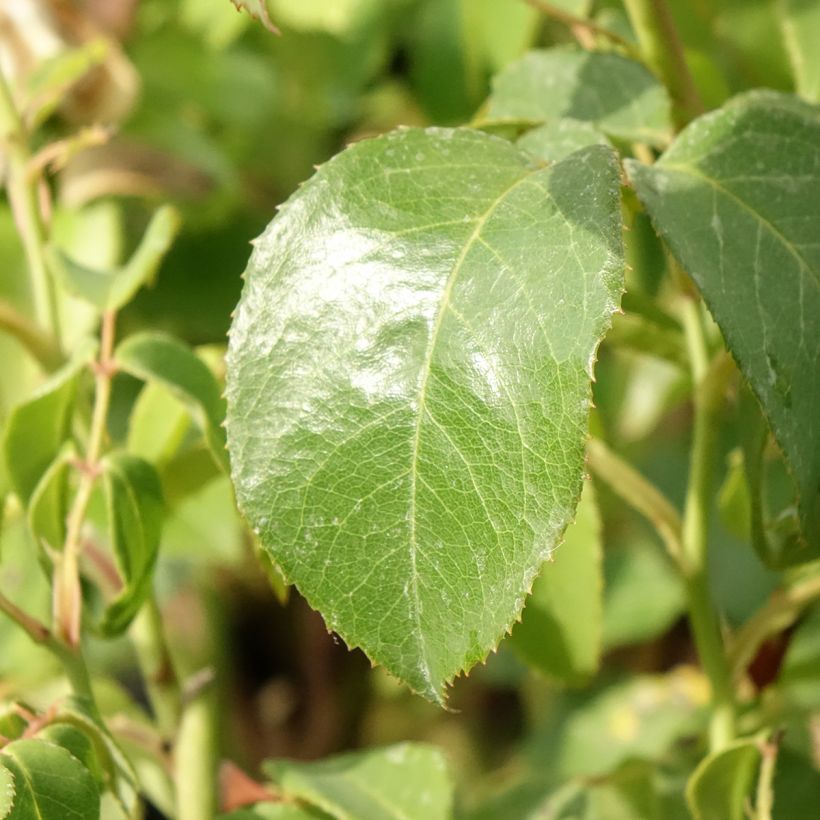 Rosier à grandes fleurs Sophia Renaissance (Feuillage)