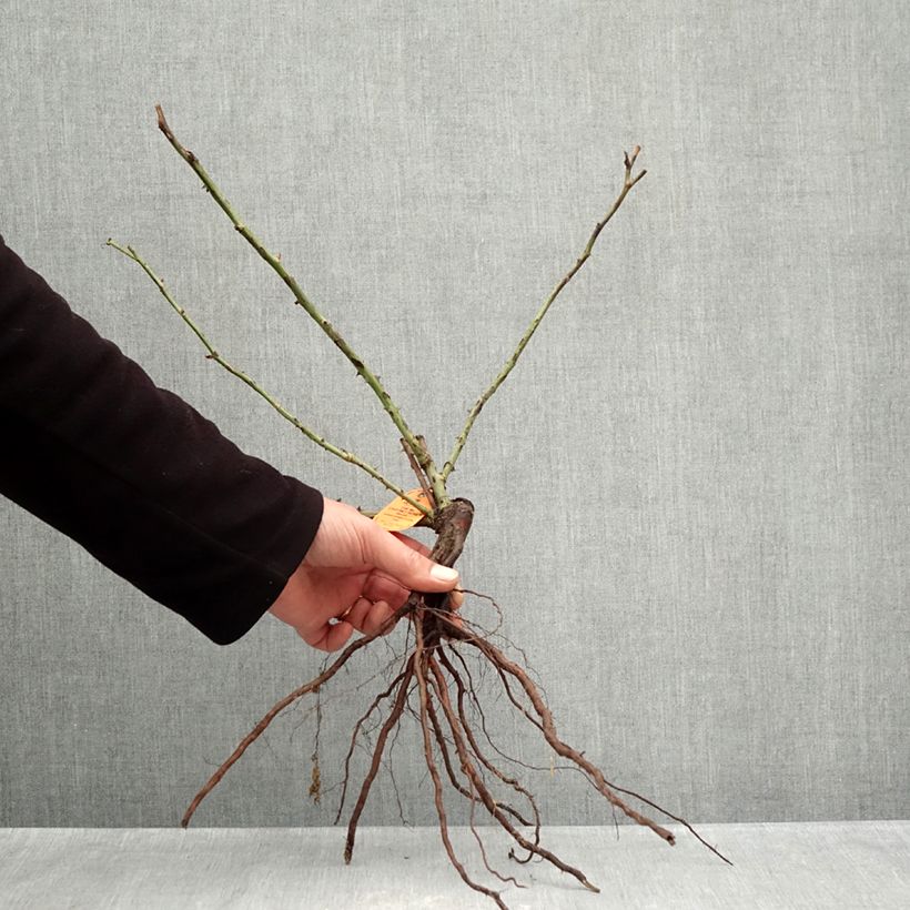 Spécimen de Rosier à grandes fleurs The McCartney Rose  Racines nues tel que livré en hiver