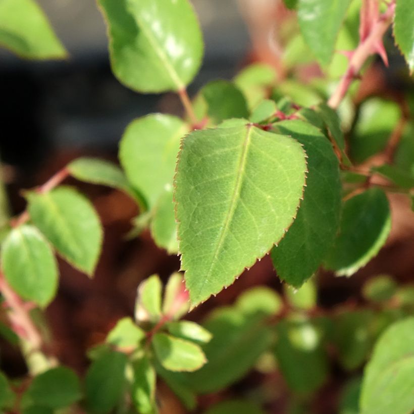 Rosier à grandes fleurs Thierry Marx  (Feuillage)