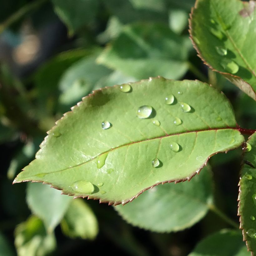 Rosier à grandes fleurs Tobago Odore (Feuillage)
